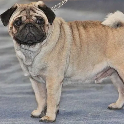 Pug Price in Bangalore | Pug Puppies for sale in Bangalore