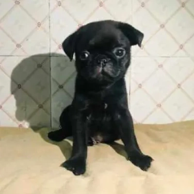 Pug Price in Visakhapatnam | Pug Puppies for sale in Visakhapatnam