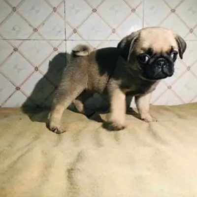 Pug Price in Mumbai | Pug Puppies for sale in Mumbai