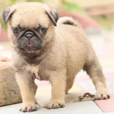 Pug Price in Mumbai | Pug Puppies for sale in Mumbai