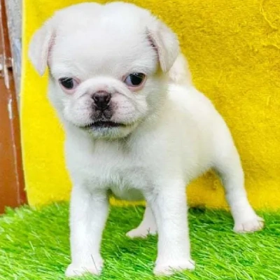 Pug Price in Bangalore | Pug Puppies for sale in Bangalore