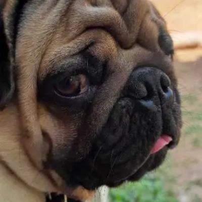 Pug Price in Mumbai | Pug Puppies for sale in Mumbai