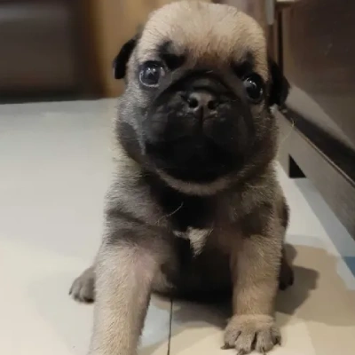 Pug Price in Bangalore | Pug Puppies for sale in Bangalore