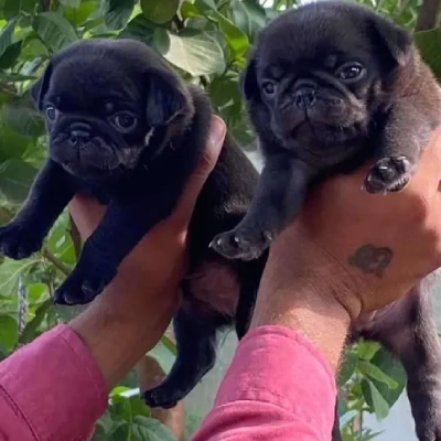 Pug Price in Chennai | Pug Puppies for sale in Chennai