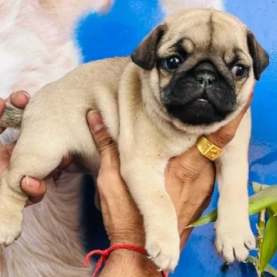 Pug Price in Noida | Pug Puppies for sale in Noida