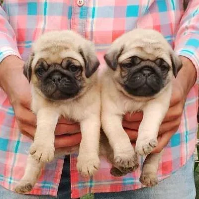 Pug Price in Bangalore | Pug Puppies for sale in Bangalore