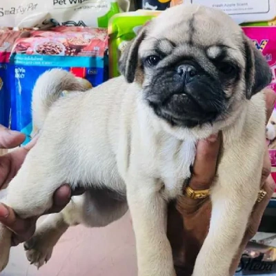 Pug Price in Pune | Pug Puppies for sale in Pune