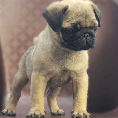 Pug Price in Hyderabad | Pug Puppies for sale in Hyderabad