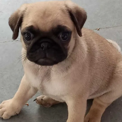 Pug Price in Visakhapatnam | Pug Puppies for sale in Visakhapatnam