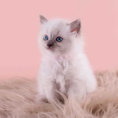 Ragdoll cat Price in Bangalore | Ragdoll cats for sale in Bangalore