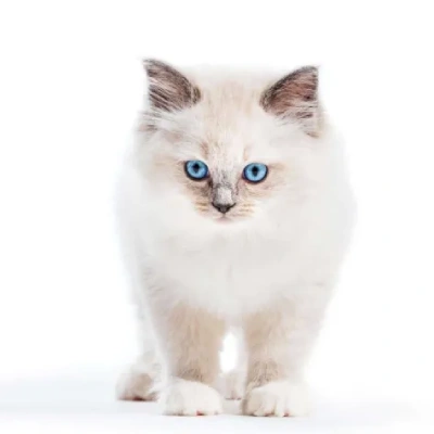 Ragdoll cat Price in Bangalore | Ragdoll cats for sale in Bangalore