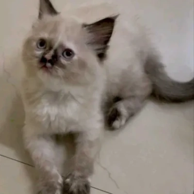 Ragdoll cat Price in Bangalore | Ragdoll cats for sale in Bangalore