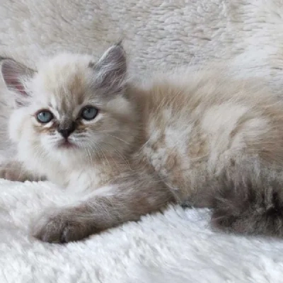 Ragdoll cat Price in Bangalore | Ragdoll cats for sale in Bangalore