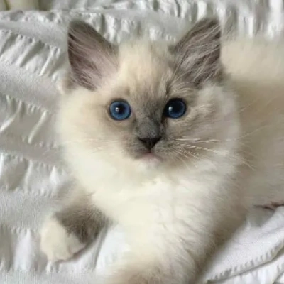 Ragdoll cat Price in Bangalore | Ragdoll cats for sale in Bangalore