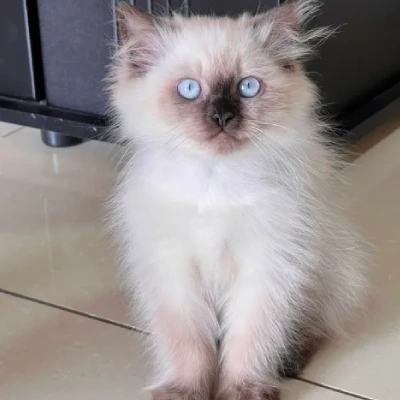 Ragdoll cat Price in Bangalore | Ragdoll cats for sale in Bangalore