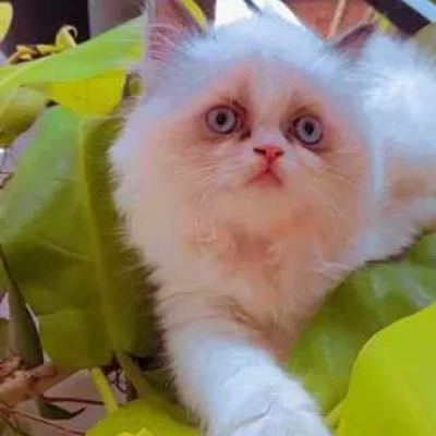 Ragdoll cat Price in Bangalore | Ragdoll cats for sale in Bangalore