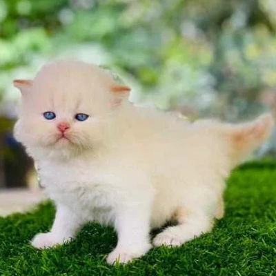 Ragdoll cat Price in Bangalore | Ragdoll cats for sale in Bangalore