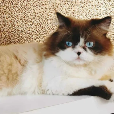 Ragdoll cat Price in Bangalore | Ragdoll cats for sale in Bangalore