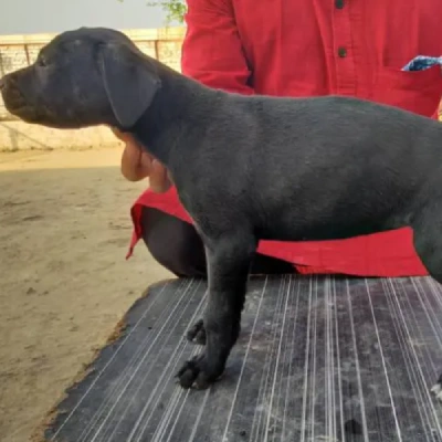 Rampur Hound Price in Nashik | Rampur Hound Puppies for sale in Nashik