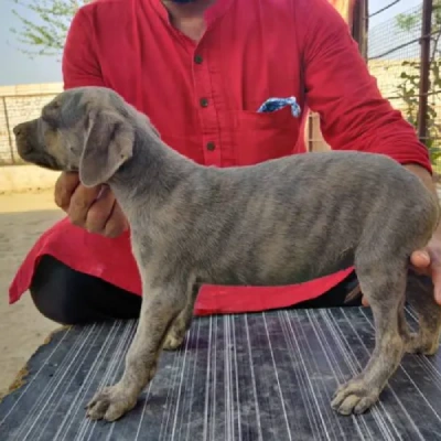 Rampur Hound Price in Nashik | Rampur Hound Puppies for sale in Nashik