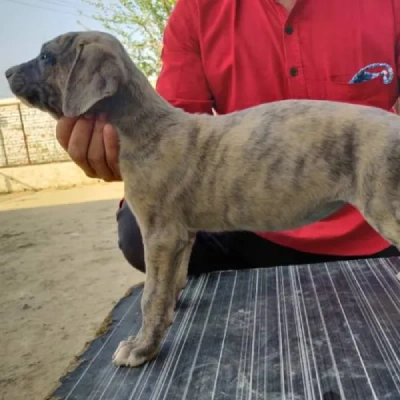 Rampur Hound Price in Nashik | Rampur Hound Puppies for sale in Nashik