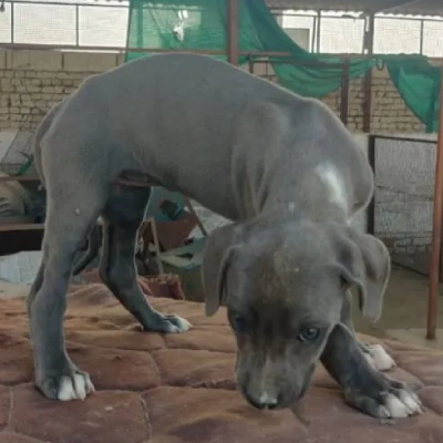 Rampur Hound Price in Nashik | Rampur Hound Puppies for sale in Nashik