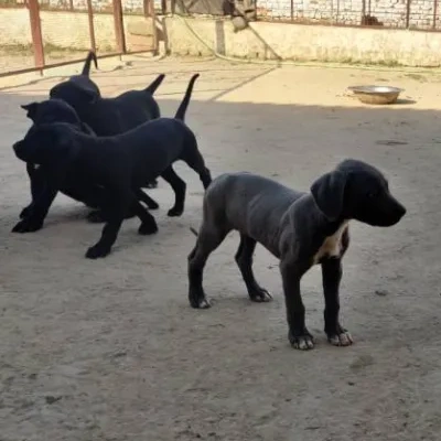 Rampur Hound Price in Nashik | Rampur Hound Puppies for sale in Nashik