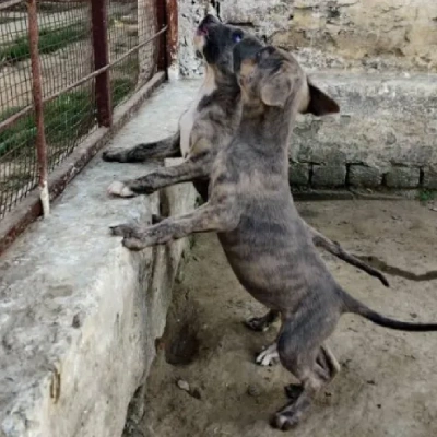 Rampur Hound Price in Nashik | Rampur Hound Puppies for sale in Nashik