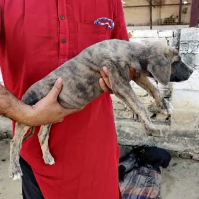 Rampur Hound Price in Nashik | Rampur Hound Puppies for sale in Nashik