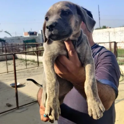 Rampur Hound Price in Nashik | Rampur Hound Puppies for sale in Nashik