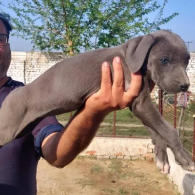 Rampur Hound Price in Nashik | Rampur Hound Puppies for sale in Nashik