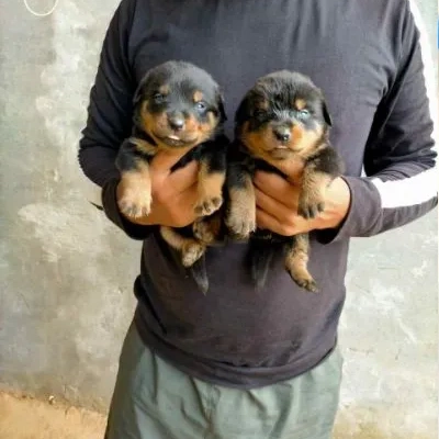 Rottweiler Price in Chennai | Rottweiler Puppies for sale in Chennai