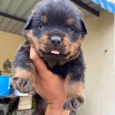 Rottweiler Price in Chennai | Rottweiler Puppies for sale in Chennai