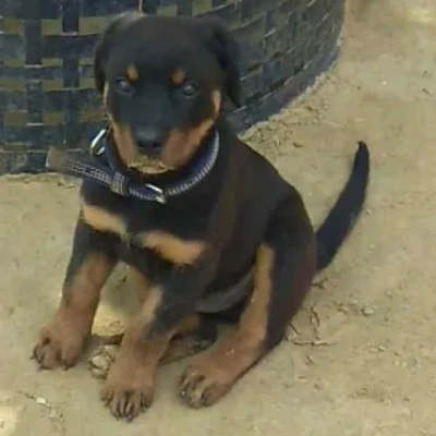 Rottweiler Price in India | Rottweiler Dog Price In India