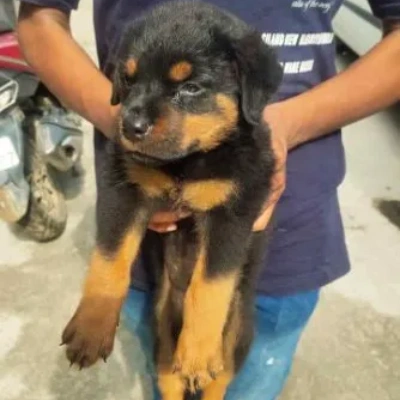 Rottweiler Price in India | Rottweiler Dog Price In India