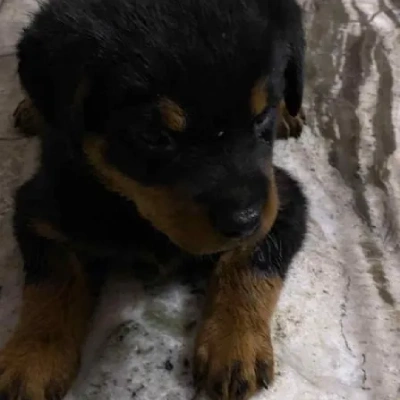 Rottweiler Price in Mumbai | Rottweiler Puppies for sale in Mumbai