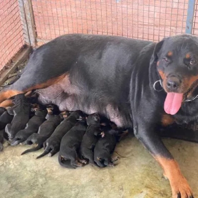 Rottweiler Price in Delhi | Rottweiler Puppies for sale in Delhi