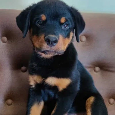 Rottweiler Price in Chennai | Rottweiler Puppies for sale in Chennai