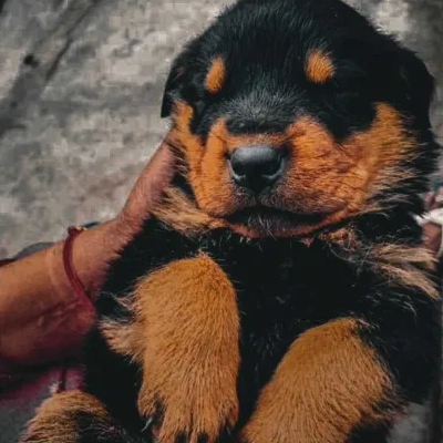 Rottweiler Price in Delhi | Rottweiler Puppies for sale in Delhi