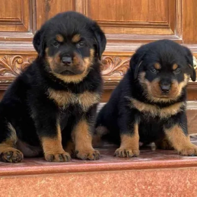 Rottweiler Price in India | Rottweiler Dog Price In India