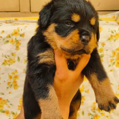 Rottweiler Price in India | Rottweiler Dog Price In India