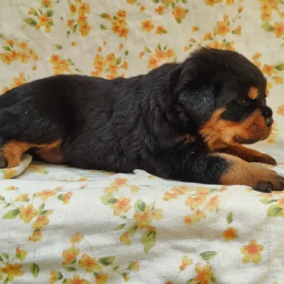 Rottweiler Price in India | Rottweiler Dog Price In India