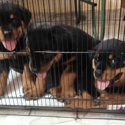 Rottweiler Price in Hyderabad | Rottweiler Puppies for sale in Hyderabad