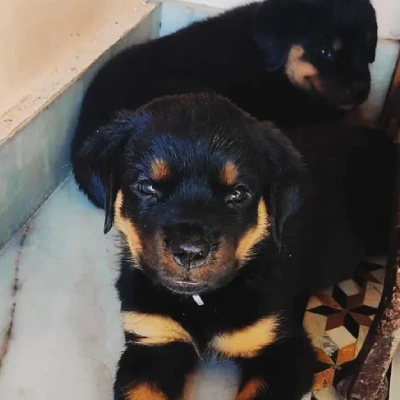 Rottweiler Price in India | Rottweiler Dog Price In India