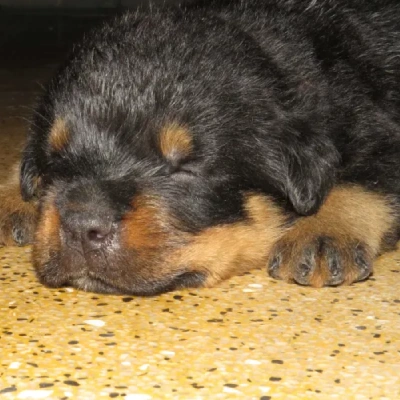 Rottweiler Price in Surat | Rottweiler Puppies for sale in Surat