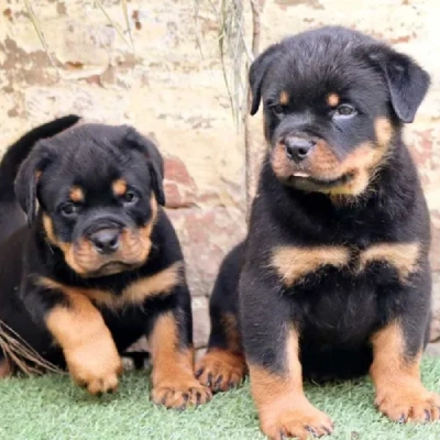 Rottweiler Price in Chennai | Rottweiler Puppies for sale in Chennai