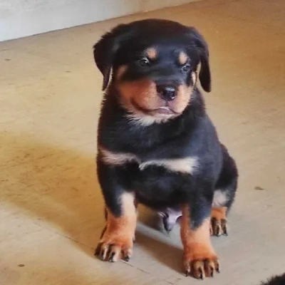 Rottweiler Price in Visakhapatnam | Rottweiler Puppies for sale in Visakhapatnam