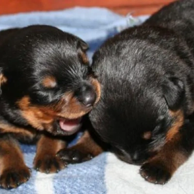 Rottweiler Price in Nashik | Rottweiler Puppies for sale in Nashik