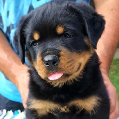 Rottweiler Price in Pune | Rottweiler Puppies for sale in Pune