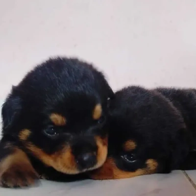 Rottweiler Price in Delhi | Rottweiler Puppies for sale in Delhi